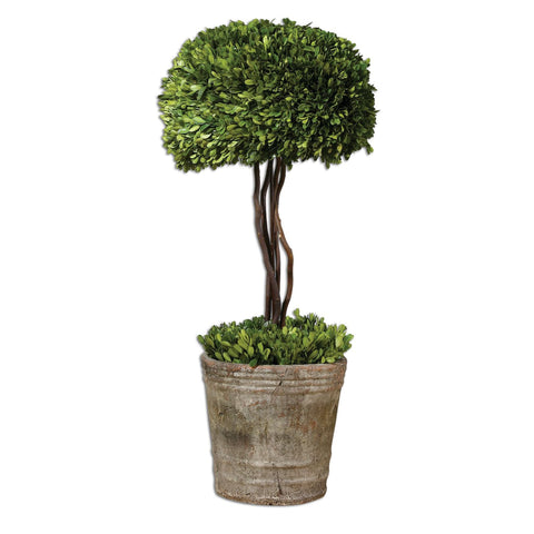 Uttermost Preserved Boxwood - Tree Topiary