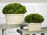 Uttermost Preserved Boxwood Two Oval Domes