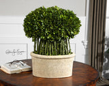 Uttermost Preserved Boxwood Willow Topiary